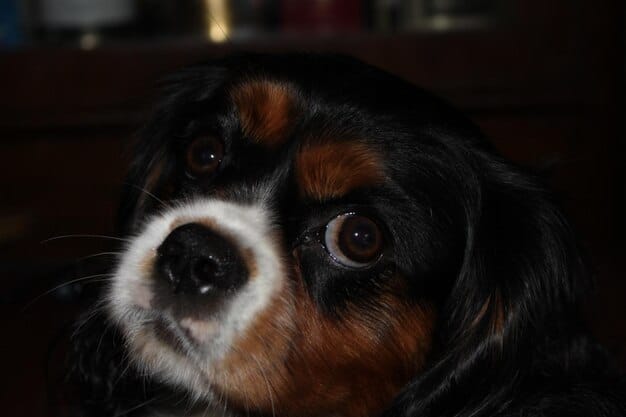 A dog with a worried expression, its ears slightly back and eyes wide, illustrating a fearful or anxious state, with subtle visual cues.